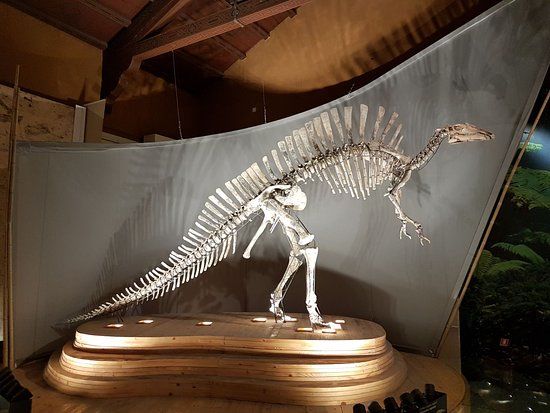 Museo di Storia Naturale di Venezia